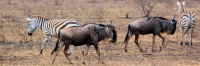 Zebra_1636