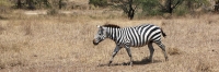 Zebra_1863
