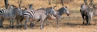 Zebra_4902