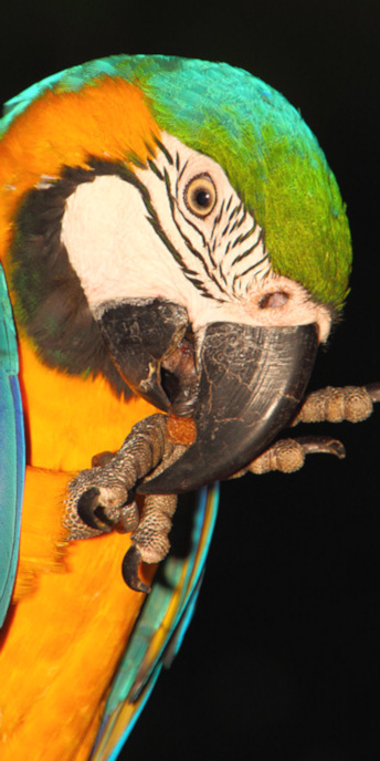 Brazil_Arg_Iguasu_3400_V.jpg