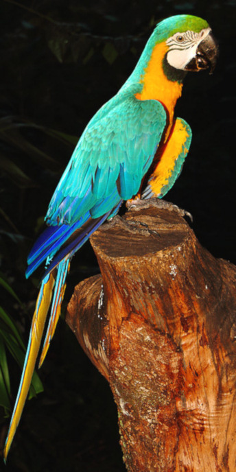 Brazil_Arg_Iguasu_3406_V.jpg