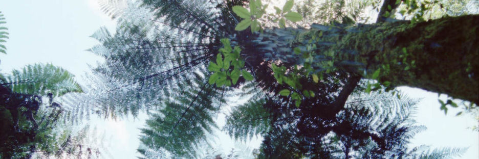 OrakeiKorako18Ferns_g4+.jpg