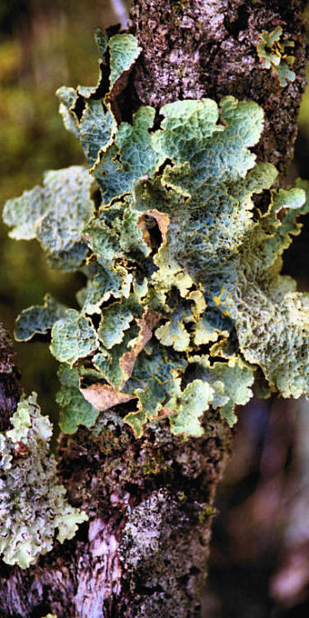 EnderbyIslandLichen1.jpg