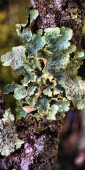 EnderbyIslandLichen1