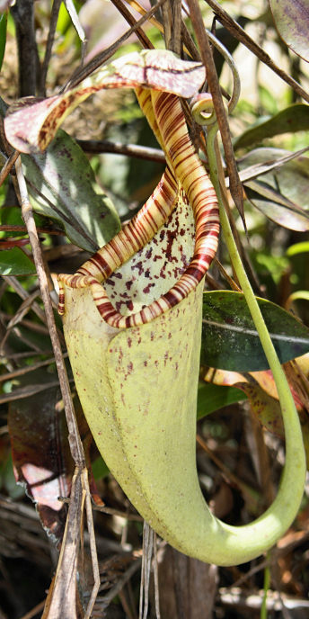 PitcherPlants_0010.jpg