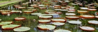 AmazonWaterLilies2