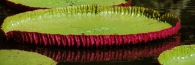AmazonWaterLilies4