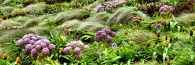 CampbellIslandMegaHerbs3