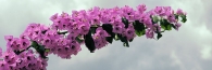 PitcherPlants_0025