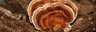 Rafflesia_0070