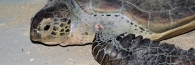 TurtleIsland_0068