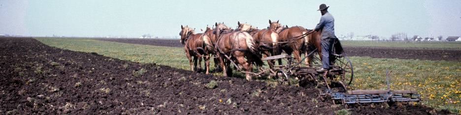 Amish3.jpg