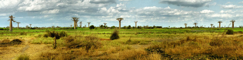 Baobab1P_.jpg