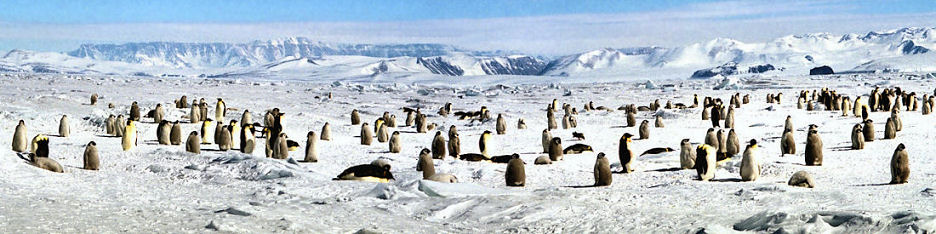 CWRookery1_7000_.jpg