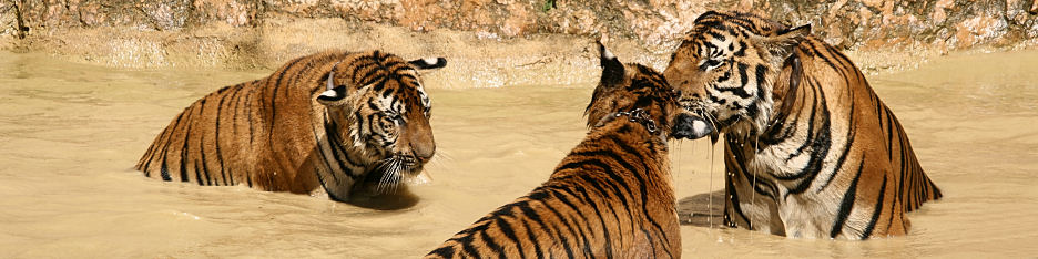 Thailand_TigerTemple_9835.jpg