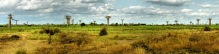 Baobab1P_