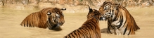 Thailand_TigerTemple_9835