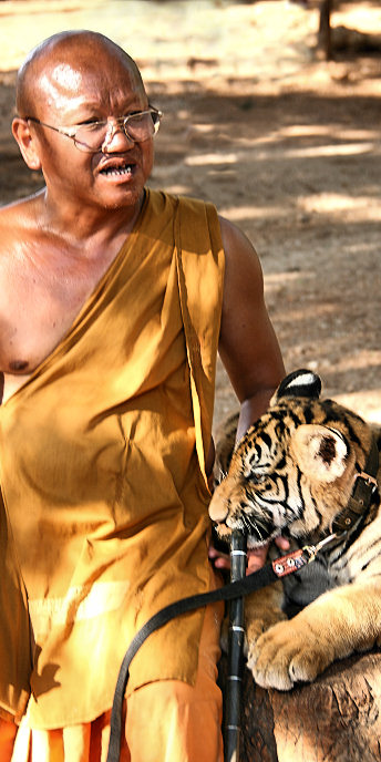 Thailand_TigerTemple_9717.jpg
