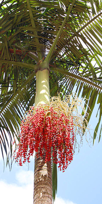 Brazil_Rio_2897_BG_V_.jpg