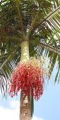 Brazil_Rio_2897_BG_V_