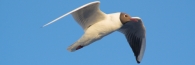 Bird_0414bw-01