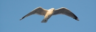 Bird_0415bw-01