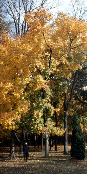 Illinois_17c_UrbanaChampagne_UofI_Monticello_AllertonPark_Autumn.jpg