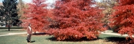 Illinois_16b_UrbanaChampagne_UofI_CrnGreen&Wright_g